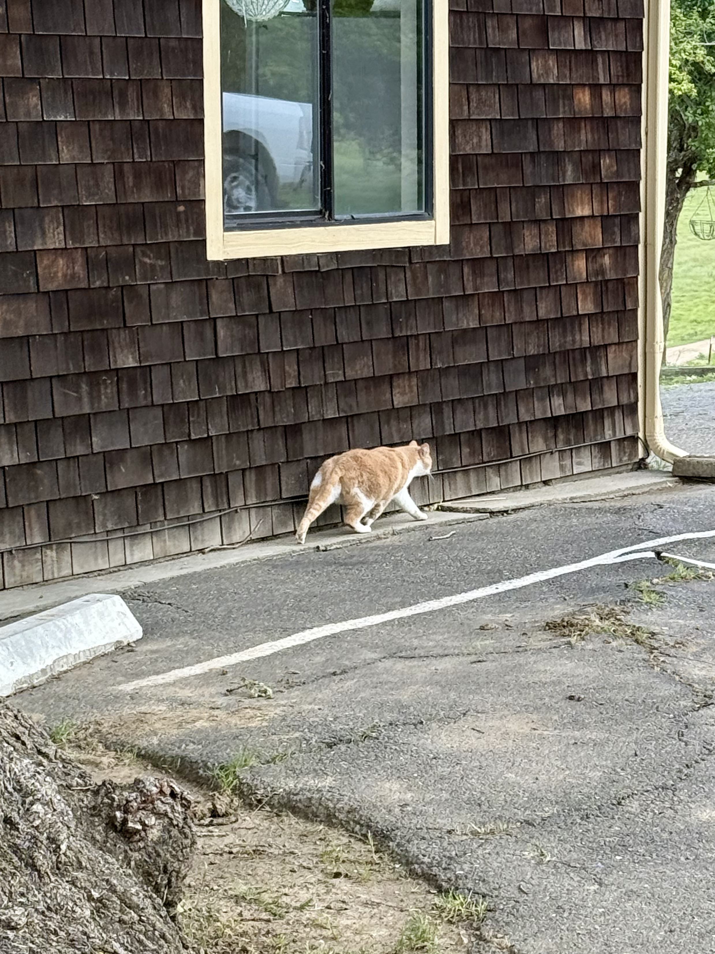 Another orange cat, scurrying away