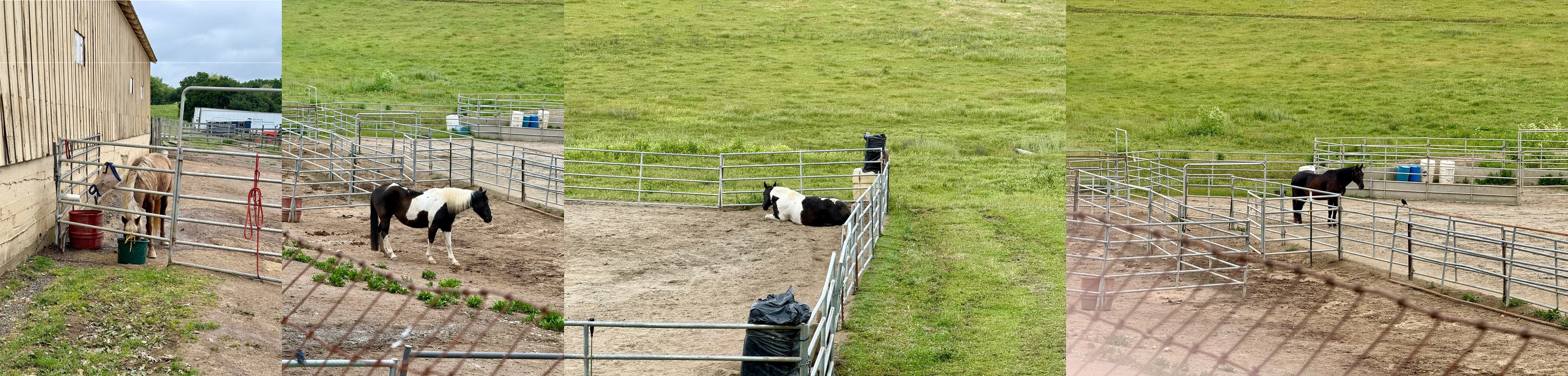 Collage of horses drinking, standing, and lying down
