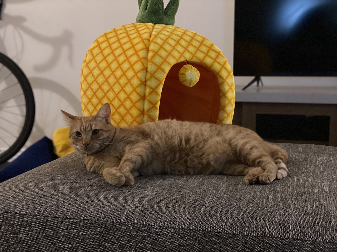 Lucy
